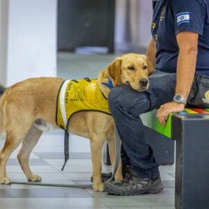 Therapy Sessions with Service Dogs for PTSD Soldiers