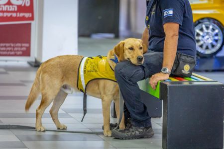 Therapy Sessions with Service Dogs for PTSD Soldiers