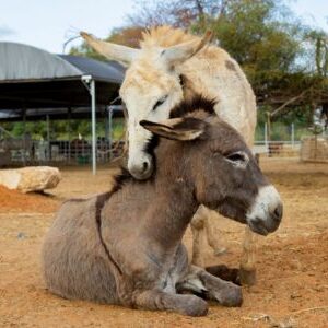 Care for Rescued Animals